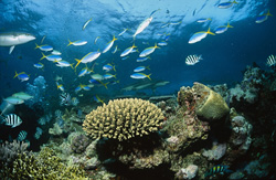 Faszinierende Unterwasserwelt mit Taucher und Schwarzspitzen-Riffhai (Carcharhinus melanopterus)