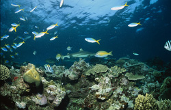 Erleben Sie die Eleganz der Schwarzspitzen-Riffhaie in der Beqa Lagune in Fiji