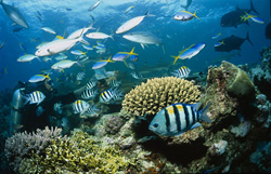 Les requins à pointes noires (Carcharhinus melanopterus) montrent leur beauté devant un décor corallien à couper le souffle