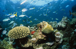 Impressive Blacktip Reef Shark (Carcharhinus melanopterus) at Colorful Coral Reef