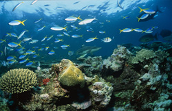 Vita attiva allo Shark Reef: Lo squalo pinna nera (Carcharhinus melanopterus) nel suo elemento