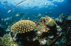 Incontro con un impressionante squalo pinna nera nell'oceano