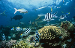 Eindrucksvolle Aufnahme eines Schwarzspitzen-Riffhais vor der atemberaubenden Kulisse von Beqa Lagoon auf Viti Levu