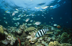 Faszinierender Schwarzspitzen-Riffhai am Shark Reef in Beqa Lagoon, Fiji