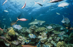 Faszinierende Begegnung mit Schwarzspitzen-Riffhaien am Shark Reef in Fiji