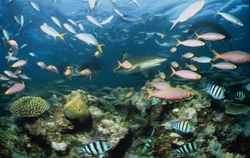 Una impresionante vista del tiburón de puntas negras y sus coloridos compañeros en el arrecife de Shark