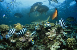 Faszinierendes Unterwassererlebnis mit Schwarzspitzen-Riffhai, Giant Trevally und Korallenfischen