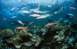 Affascinante squalo di barriera a punte nere nella laguna di Beqa, Figi