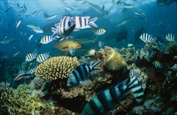 Begegnung mit Schwarzspitzen-Riffhaien und farbenfrohen Fischschwärmen in der Beqa Lagune, Fiji