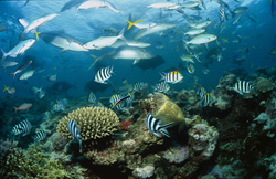 Ein beeindruckender Anblick: Der Schwarzspitzen-Riffhai am Shark Reef