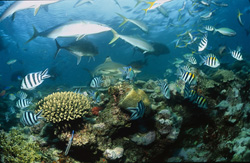 Faszinierende Begegnung mit einem Schwarzspitzen-Riffhai am Shark Reef