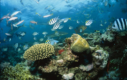 Ein majestätischer Schwarzspitzen-Riffhai am Shark Reef in Fiji