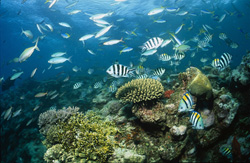Descubre los fascinantes tiburones de arrecife de puntas negras (Carcharhinus melanopterus) en Shark Reef