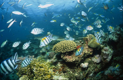 Maestoso squalo pinna nera nel suo ambiente naturale a Shark Reef