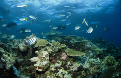 A blacktip reef shark (Carcharhinus melanopterus) assesses the situation at Shark Reef.