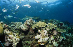 Majestuoso tiburón de arrecife de puntas negras (Carcharhinus melanopterus) en las aguas cristalinas de Fiji