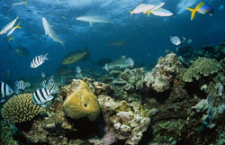 Begegnungen mit Schwarzspitzen-Riffhaien an Fidschis Shark Reef