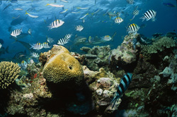 Faszinierende Schwarzspitzen-Riffhaie in der Beqa Lagoon, Fiji