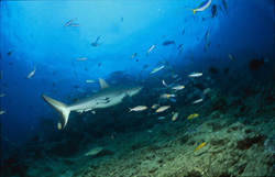 A Gray Reef Shark (Carcharhinus amblyrhynchos) hovering close to the seabed at Shark Reef