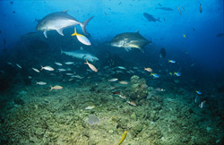 Photography of Gray Reef Shark and Giant Trevallys in a Picturesque Setting in Fiji