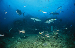 Gray reef shark, and Giant Trevallys