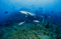 A majestic Gray Reef Shark explores Shark Reef in search of food