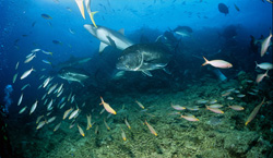 Impressive Giant Trevally accompany a Gray reef shark (Carcharhinus amblyrhynchos) at Shark Reef.