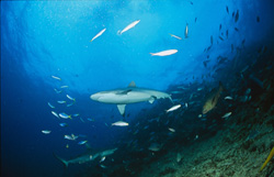 A Gray Reef Shark (Carcharhinus amblyrhynchos) Scouting the Area at Shark Reef