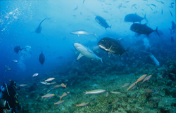 A Gray Reef Shark (Carcharhinus amblyrhynchos) and Giant Trevallys swim towards a diver