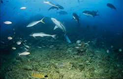 Requin gris majestueux entouré de poissons de récif colorés