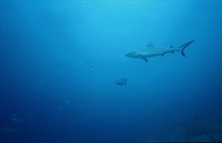 Gray reef shark (Carcharhinus amblyrhynchos) leaves Shark Reef and heads towards the open sea