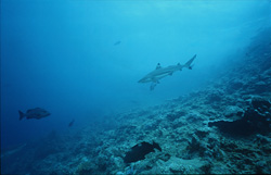 Schwarzspitzen-Riffhai (Carcharhinus melanopterus) erkundet das Shark Reef