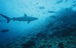 Encounter with an impressive gray reef shark at Shark Reef in Viti Levu, Fiji