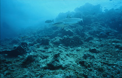 Gray Reef Shark (Carcharhinus amblyrhynchos)