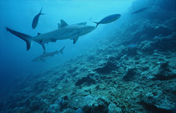 Fascinating Gray reef shark (Carcharhinus amblyrhynchos) in the waters around Fiji