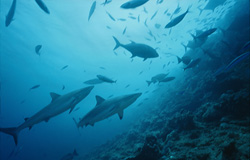 Encounter the majestic gray reef sharks at Shark Reef in Fiji