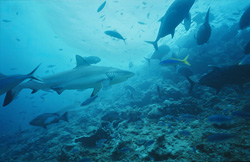 Gray reef shark (Carcharhinus amblyrhynchos)