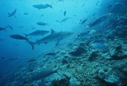 Majestic gray reef shark surrounded by a variety of colorful marine creatures at Shark Reef
