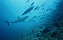 Fascinating gray reef shark in the underwater world of Fiji