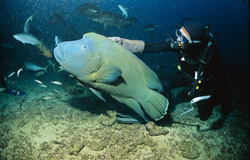 The majestic Hump-head wrasse and the adventurous diver in the turquoise Indian Ocean