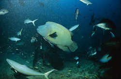 Napoleon Wrasse circling diver in the waters of Fiji
