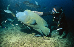 Zutraulicher Napoleon-Lippfisch im Beqa Lagoon, Fidschi