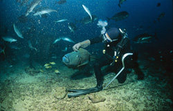 Fascinating Humphead Wrasse - A majestic inhabitant of the sea