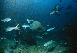 Diver marvels at majestic Humphead Wrasse in the turquoise waters off Shark Reef, Beqa Lagoon, Fiji
