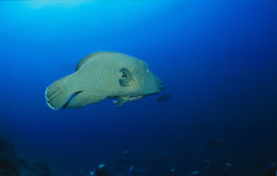 Fascinating Humphead Wrasse at the reef edge of Shark Reef in Beqa Lagoon