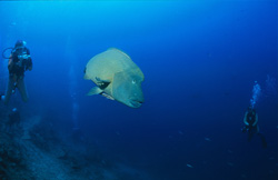 Humphead Wrasse (Cheilinus undulatus)