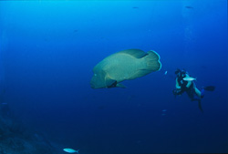Humphead Wrasse (Cheilinus undulatus) and diver at Shark Reef in Fiji - majestic sea creatures