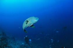 Majestic Napoleon Wrasse Over Shark Reef in Fiji