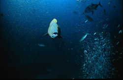 Faszinierender Napoleon-Lippfisch (Cheilinus undulatus) im direkten Blickkontakt