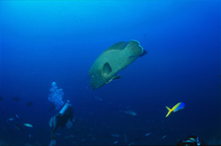 The Napoleon Wrasse (Cheilinus undulatus) Approaches a Diver Unnoticed.